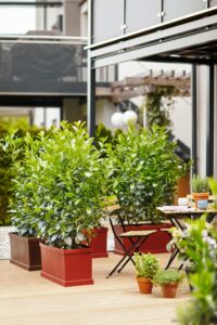 Der neue Trend für Garten und Terrassen sind die mobilen Hecken von bellaflora, die schnell und unkompliziert für Privatsphäre sorgen. Foto: bellaflora 