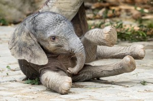 Der Elefanten-Nachwuchs ist da. Foto: Daniel Zupanc