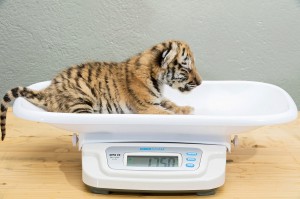 Tiger-Baby-Foto: Daniel Zupanc