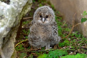 Habichtskauz-Foto: Tiergarten Schönbrunn / Norbert Potensky