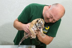 Tierpfleger Andreas Eder kümmert sich fürsorglich um die kleinen Raubkatzen. Foto: Daniel Zupanc