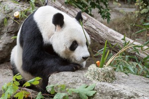 Panda-Geburtstagskind Yuan Yuan. Foto Daniel Zupanc