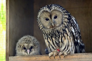 Habichtskauz-Foto: Tiergarten Schönbrunn / Norbert Potensky