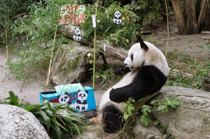 Panda-Geburtstagskind Yuan Yuan. Foto Daniel Zupanc