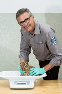 Thomas Voracek beim Wiegen eines Tigerjungtieres. Foto: Daniel Zupanc