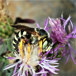 Wärmere Sommer haben in diesem Fall auch einen Vorteil: bisher unbekannte Wildbienenarten, die sonst nur im Süden anzutreffen sind, werden auch bei uns heimisch. Foto: NHM