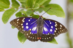 Japanischer Kaiser, ein Männchen. Foto: Rupert Kainradl 