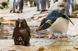 Na wer kommt denn da? Felsenpinguin-Foto: Daniel Zupanc