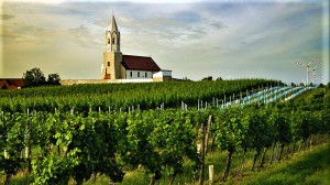 Blick auf Weingarten in Höflein. Das Gebiet einigte sich auf die drei Stufen Gebietswein, Ortswein, Riedenwein und setzt auf renommierte Sorten: beim Weißwein Chardonnay, Weißburgunder und Grüner Veltliner, beim Rotwein Zweigelt und Blaufränkisch. Foto: ÖWM / Marcus Wiesner