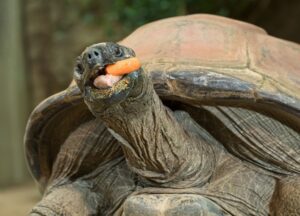 Riesenschildkröte Schurli. Foto: Daniel Zupanc