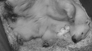 Eisbären-Nachwuchs im Zoo Wien. Foto: Tiergarten Schönbrunn