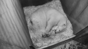 Eisbären-Nachwuchs im Zoo Wien. Foto: Tiergarten Schönbrunn