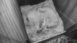 Eisbären-Nachwuchs im Zoo Wien. Foto: Tiergarten Schönbrunn