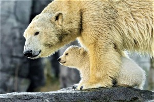 Eisbären Nachwuchs im Zoo Wien. Foto: Daniel Zupanc