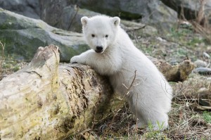 Eisbär-Jungtier Foto: Daniel Zupanc