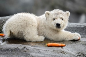 Eisbären Nachwuchs im Zoo Wien. Foto: Daniel Zupanc