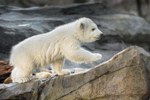 Eisbären Nachwuchs im Zoo Wien. Foto: Daniel Zupanc