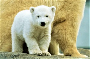 Eisbär Mädchen Finja. Foto © Daniel Zupanc