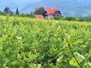 Blick auf und in einen Weingarten in der niederösterreichischen Wachau bei Dürnstein. Alles in allem ist man mit dem “2019er Jahrgang” sehr zufrieden. Foto: © oepb