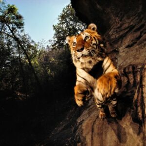 Tiger Foto: © Michael Nick Nichols 