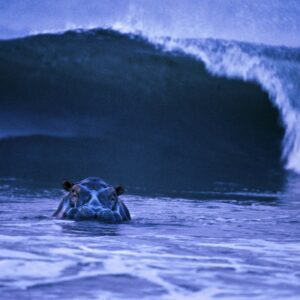 Surfing Hippo. Foto: © Michael Nick Nichols  