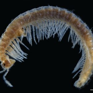 Und hier ein Haasea makarovi Holotypus. Foto: © NHM Wien, N. Akkari