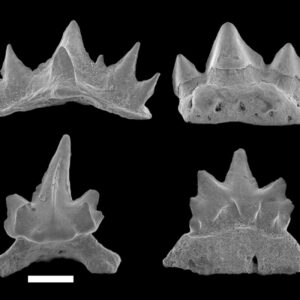 138 Millionen Jahre alte Zähne der neuen österreichischen Haifischarten Cretacladoides ogiveformis, Natarapax trivortex, Similiteroscyllium iniquus und Altusmirus triquetrus entdeckt, Maßstab 100 µm. Foto: © NHM Wien  