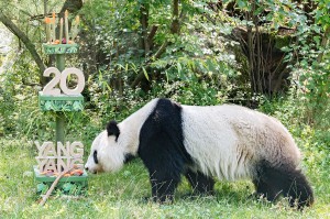 Yang Yangs 20. Geburtstag. Foto: © Daniel Zupanc