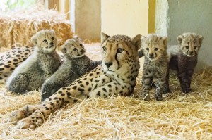 Geparden-Nachwuchs im Wiener Tiergarten Schönbrunn. Foto: © Daniel Zupanc