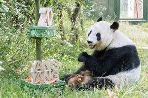 Yang Yangs 20. Geburtstag. Foto: © Daniel Zupanc