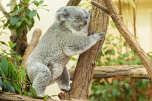 Koala-Weibchen Bunji. Foto: © Daniel Zupanc 