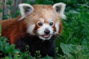 Der rote Panda Mahalia. Foto: © Rudolf Stahl 