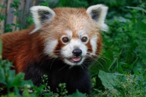 Der rote Panda Mahalia. Foto: © Rudolf Stahl