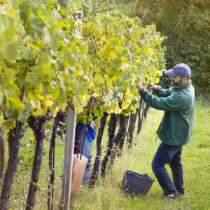 Österreichs Winzer sind bereit, sehr gesundes Traubenmaterial zu ernten. Foto: © ÖWM / Manuel Zauner