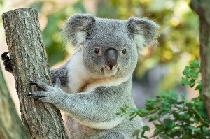 Koala-Männchen Wirri Wirri. Foto: © Daniel Zupanc