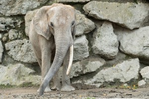 Drumbo nimmt Abschied vom Zoo Wien. Foto: © Daniel Zupanc
