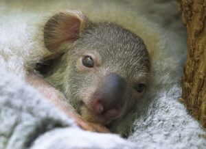  Das  Koala-Jungtier. Foto: Tiergarten Schönbrunn 