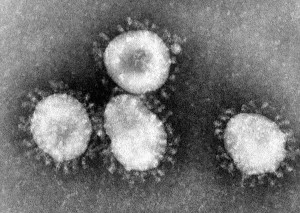 Der Coronavirus mikroskopisch vergrößert. Foto © Center for Disease Control