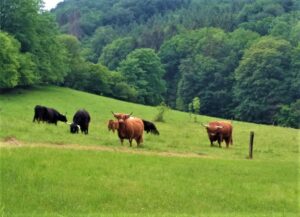 „Die Agrarbranche wird sich weiterentwickeln können, im Gleichklang mit dem Kaufverhalten der Konsumenten. Daher unterstützen wir als Bauernbund die Tierwohl-Initiative.“, so Georg Strasser. Im Bild sichtlich zufriedene S chottische Hochlandrinder im Bezirk Melk und Niederösterreich. Foto: © oepb