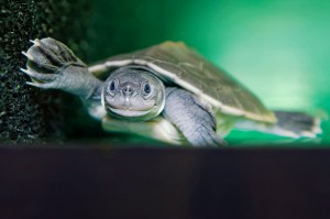 Jungtier Batagur Flussschildkröte. Foto: © Norbert Potensky