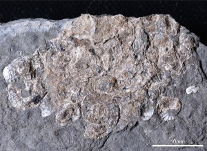Fossiler Speiballen. Foto: © NHM Wien / A. Lukeneder