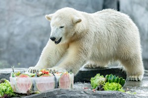 Heutiges Geburtstagskind, die Eisbärin Finja im Zoo Wien