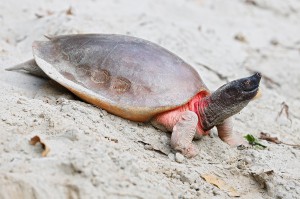  Männchen Batagur Flussschildkröte.  Foto: ©  Tiergarten Schönbrunn / Rupert Kainradl   