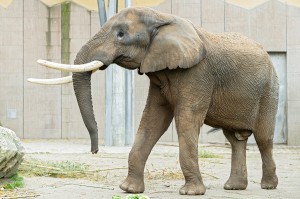 Elefantenbulle Tembo ist wohlbehalten aus dem Zoo Dresden in Wien eingetroffen. Foto: © Daniel Zubanc