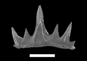 Cretacladoides noricum. Foto: © NHM Wien