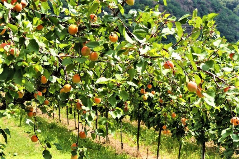 Marillen aus Wachau Gastronomie und Tourismus profitieren Redaktion Österreichisches Pressebüro Marillen aus Wachau Gastronomie und Tourismus profitieren Redaktion Österreichisches Pressebüro